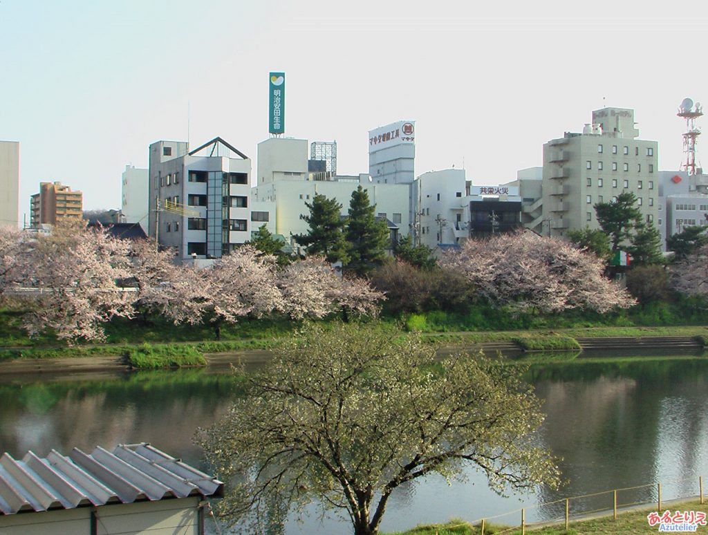 乙川の桜(殿橋と明大橋の間)