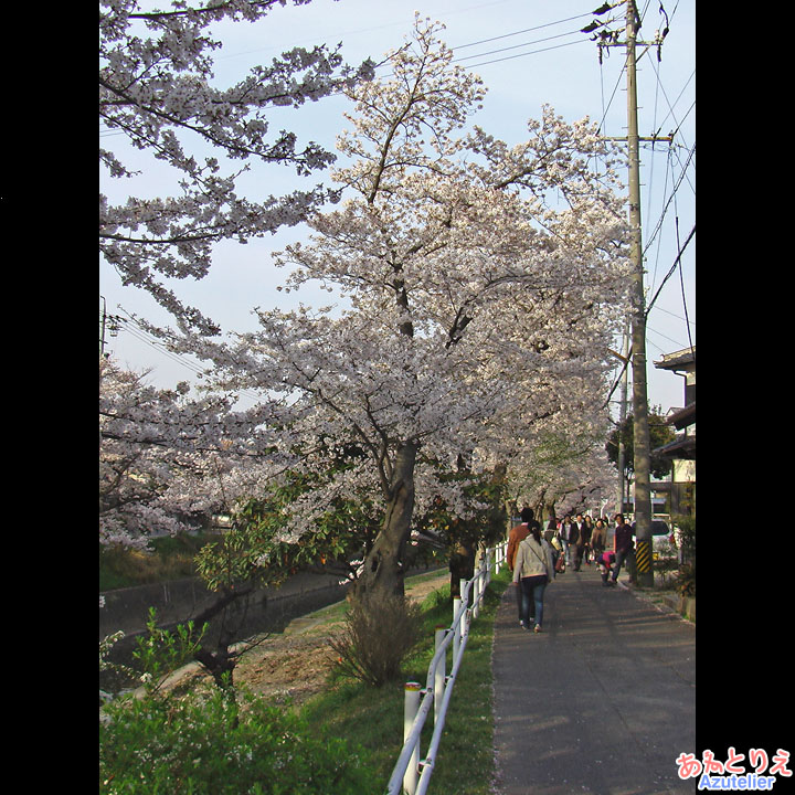 桜の木