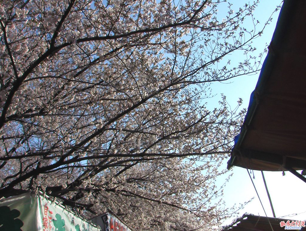 屋台開店前のお花見