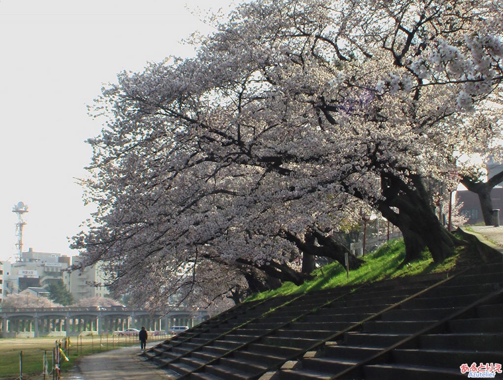 乙川左岸の桜
