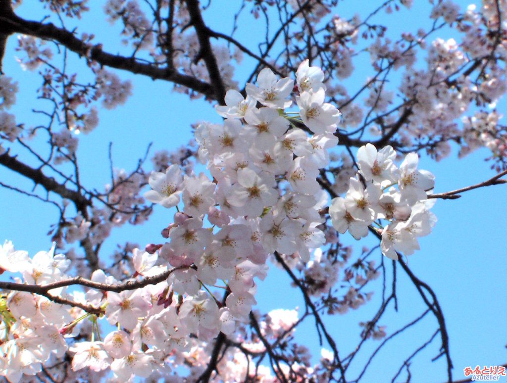 桜の花