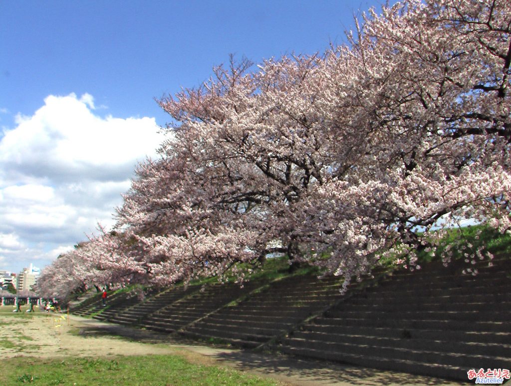 桜の花