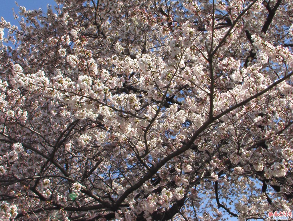 桜の花