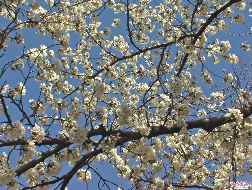 桜の花