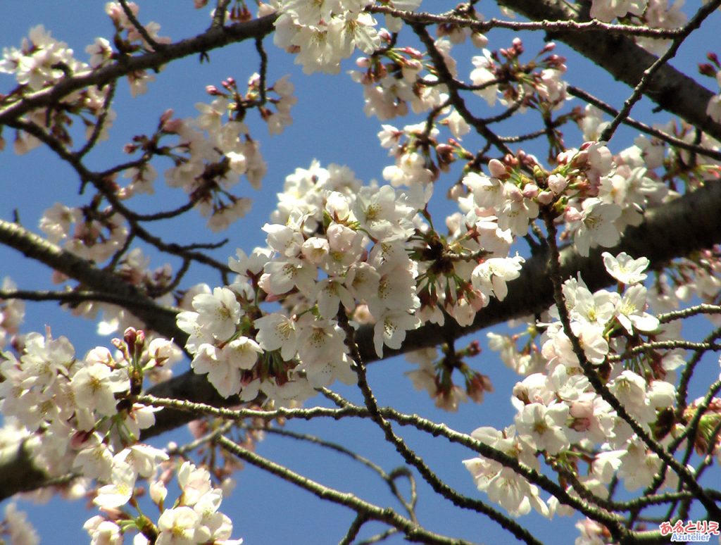 桜の花