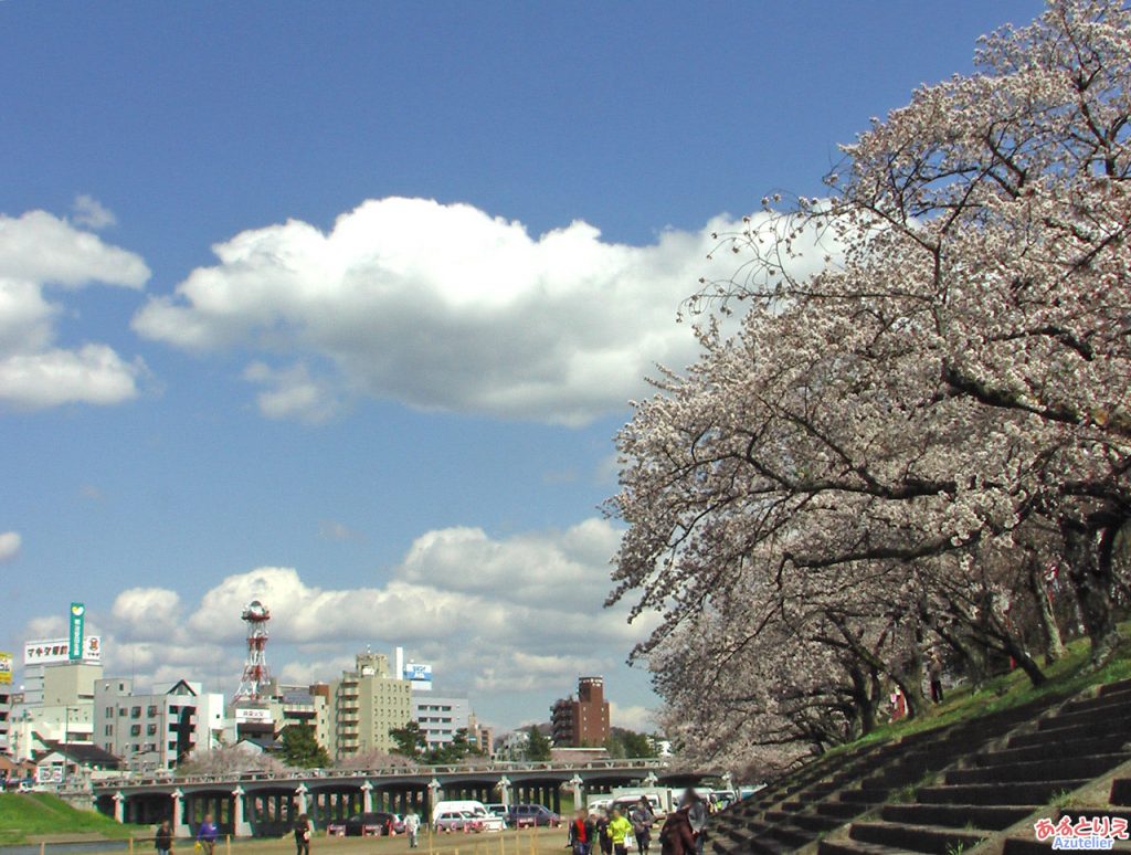 桜の花