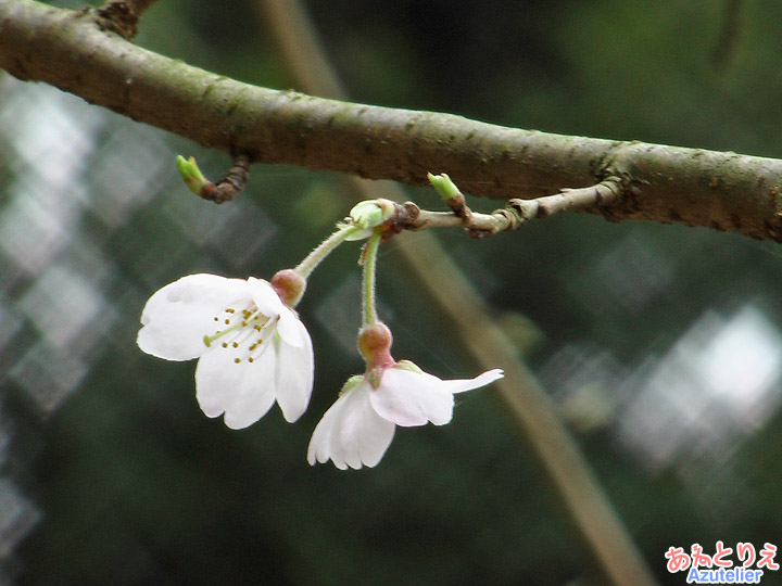 しだれ桜２世