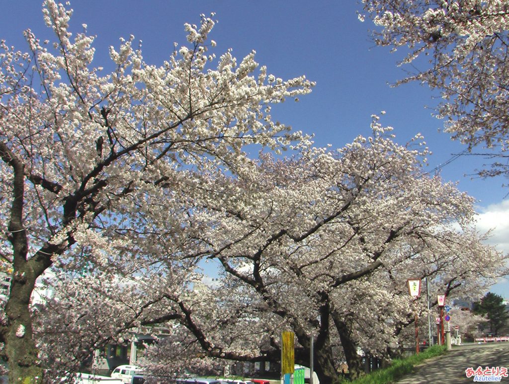 青空の下のお花見