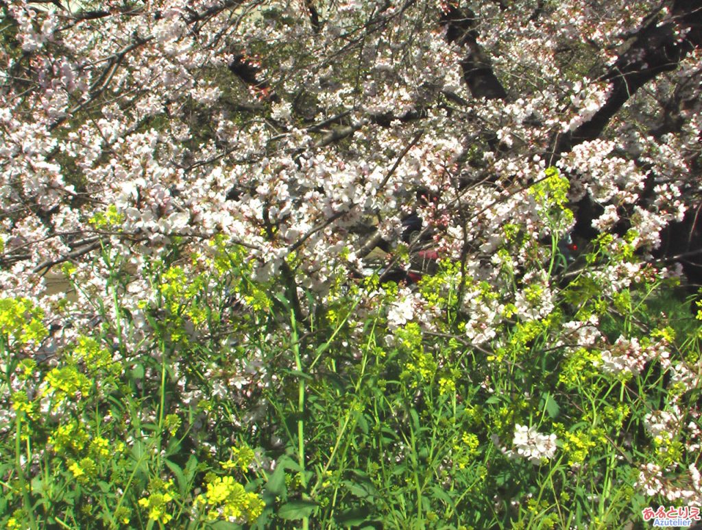 桜と菜の花(殿橋脇)