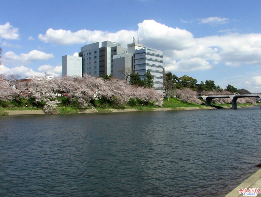 青空の下のお花見