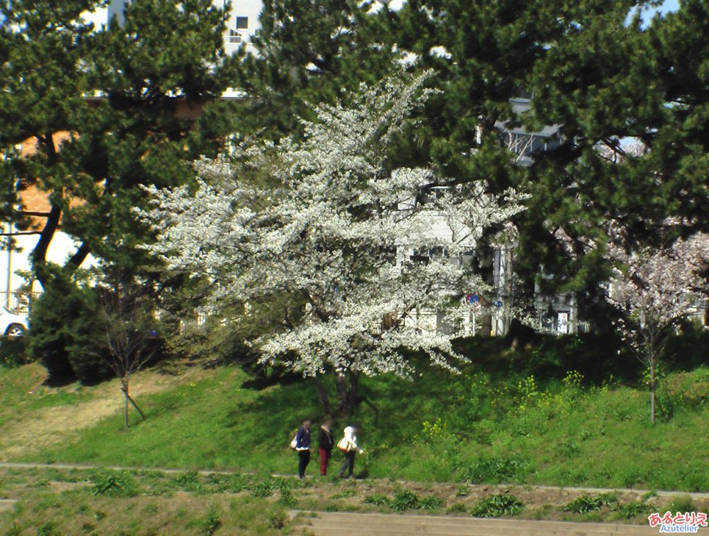 白い桜の木
