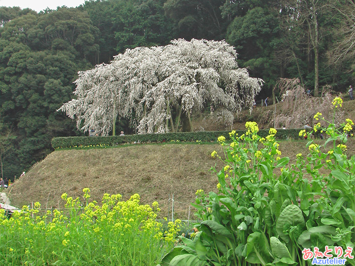 菜の花と...