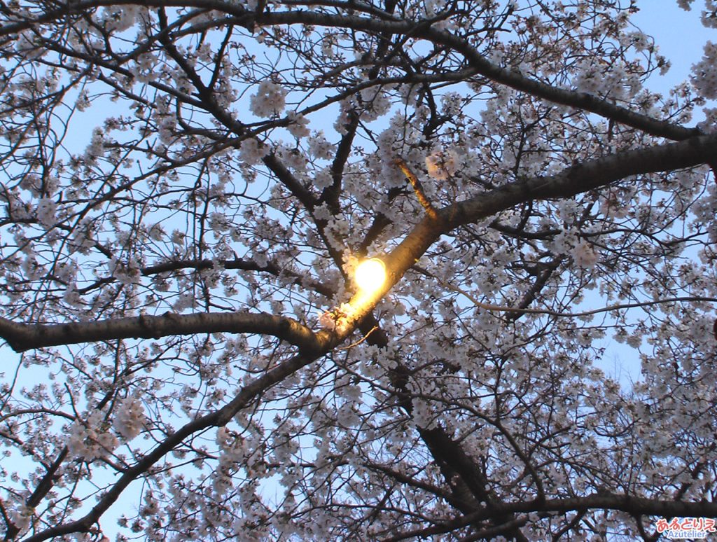 夜桜照明