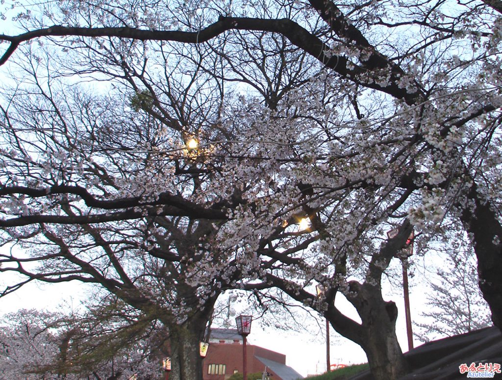 夜桜照明