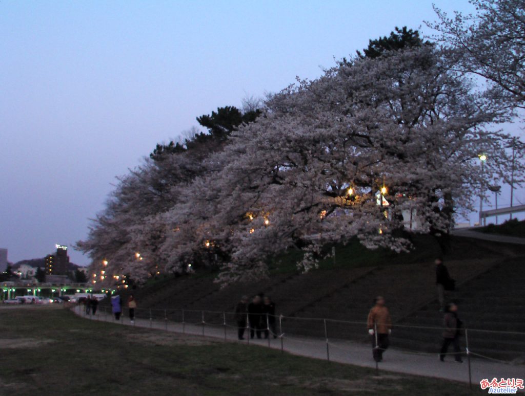 夜桜