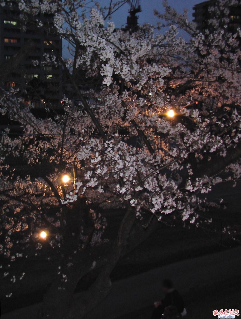 夜桜