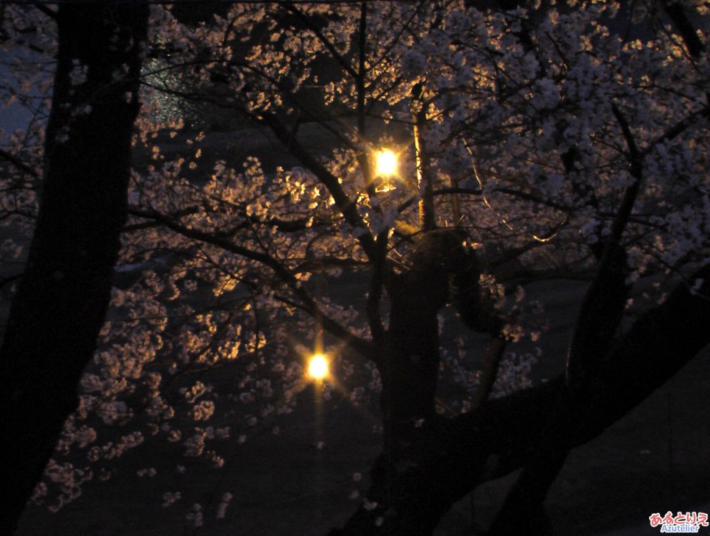 夜桜