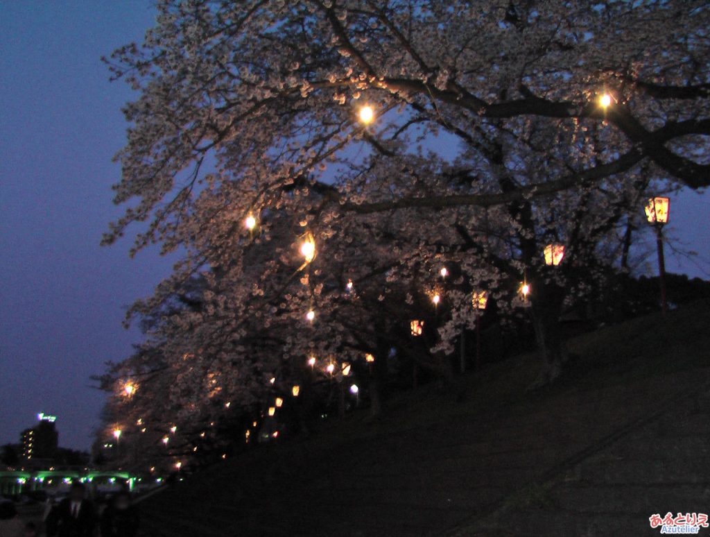 夜桜