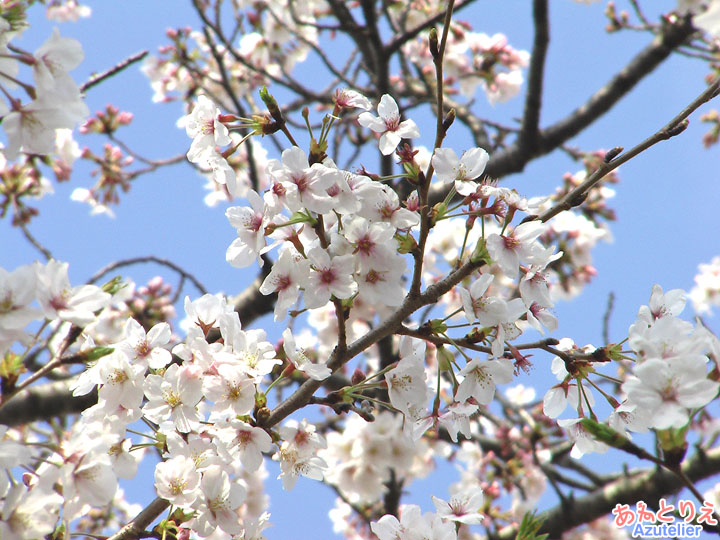 桜アップ