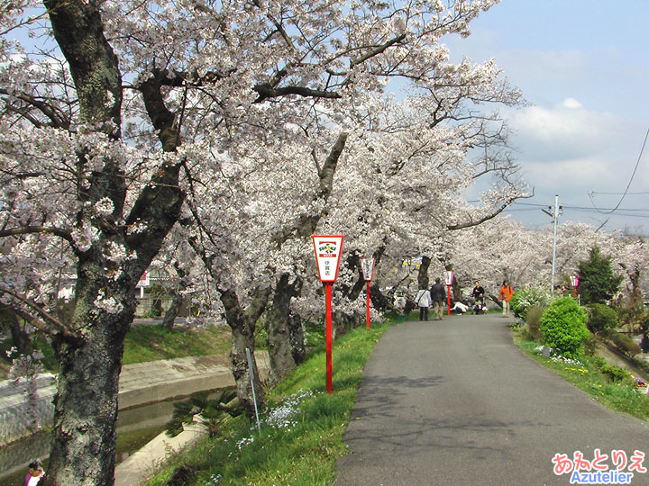 カーブの桜