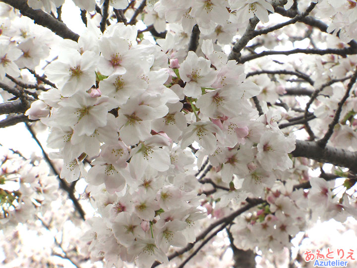 花アップ