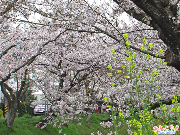 菜の花と桜