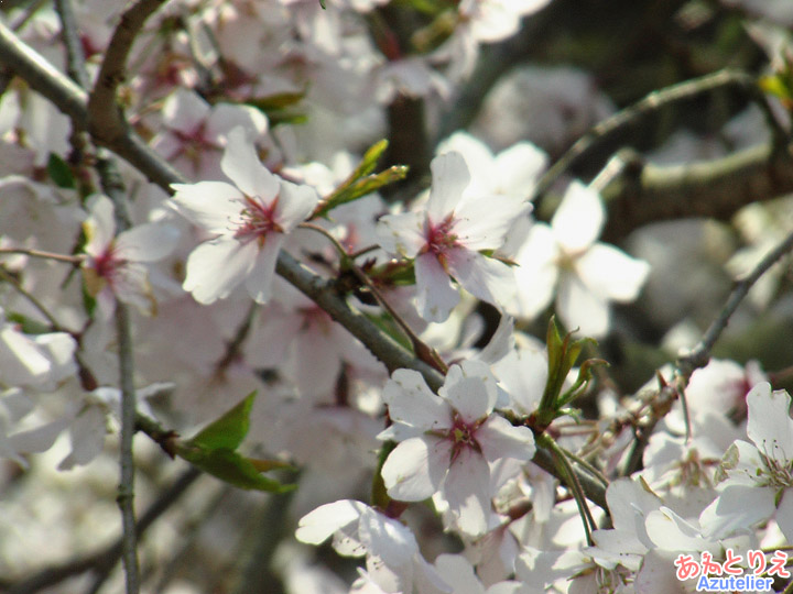 若木の花アップ