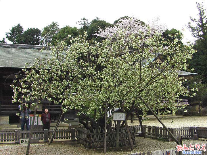 鬱金桜