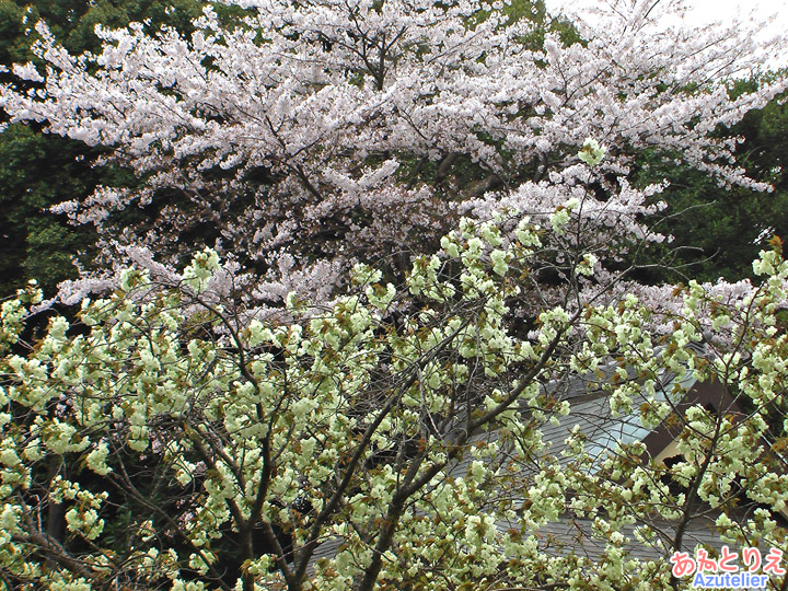 咲き始め、桜との対比