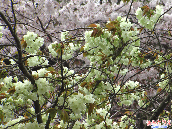 咲き始め、桜との対比