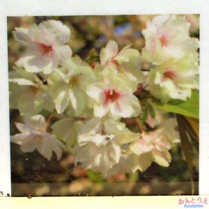 鬱金桜の楽しみ方－咲き中