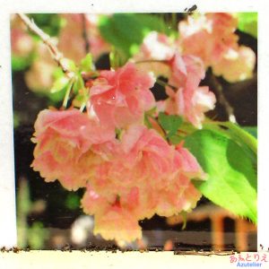 鬱金桜の楽しみ方－咲きおわり