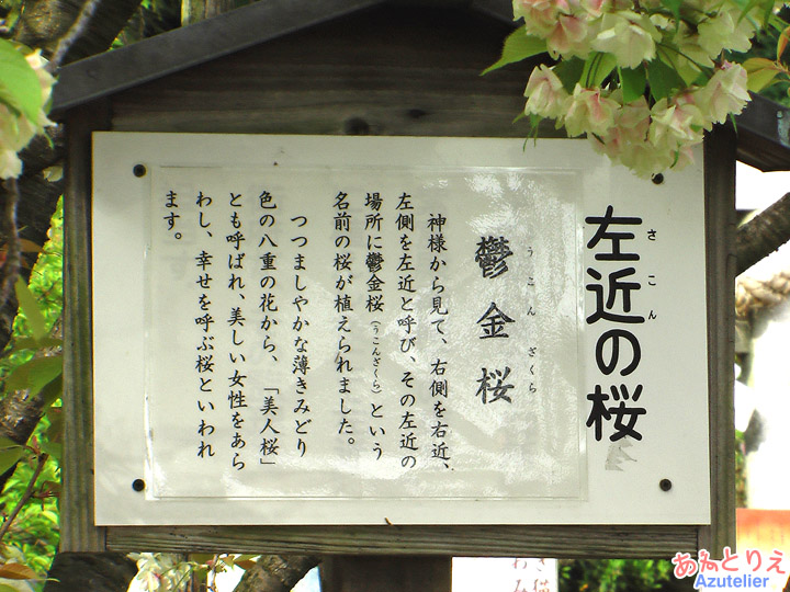 桜の看板