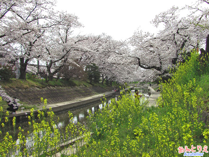 桜と菜の花