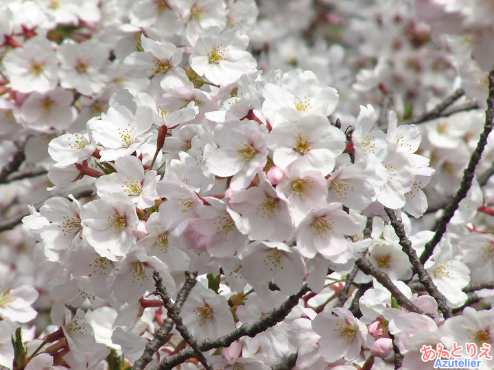 桜の花アップ