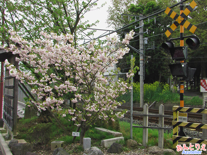 松月桜