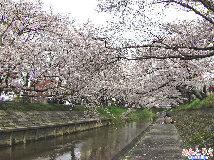 迫り来る桜