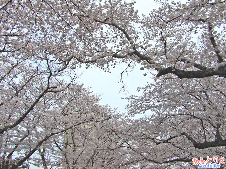 桜のトンネル