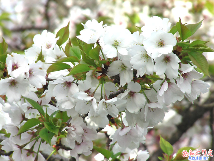 最初は白い花が...花アップ