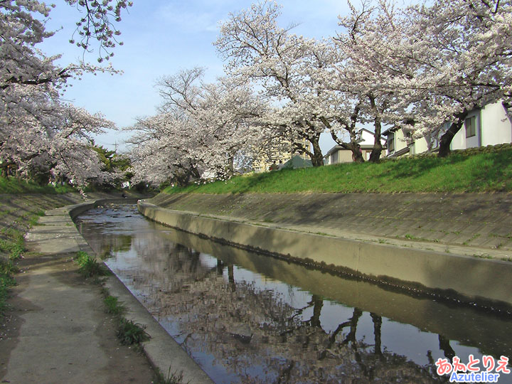 川面に映る桜並木