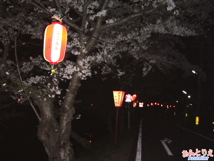 夜桜