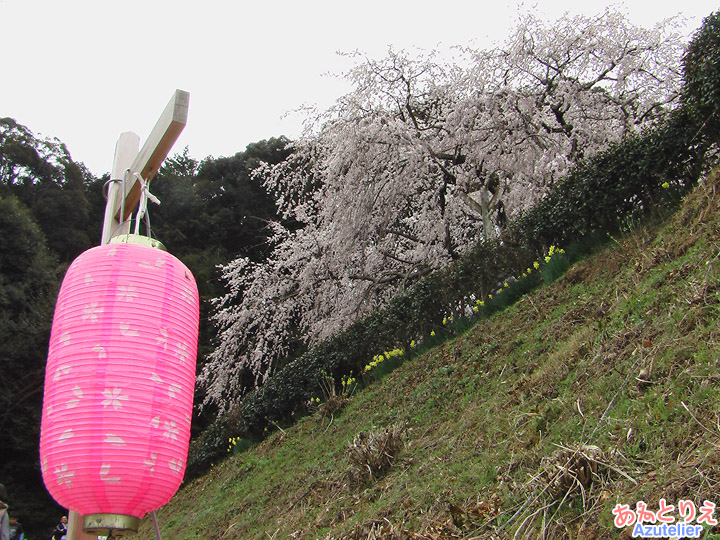 桜と提灯