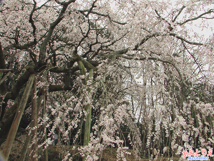 しだれ桜