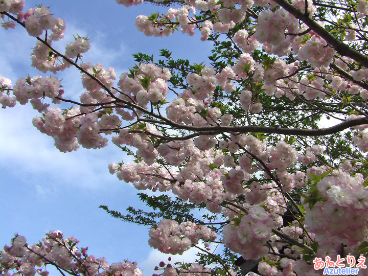 松月桜