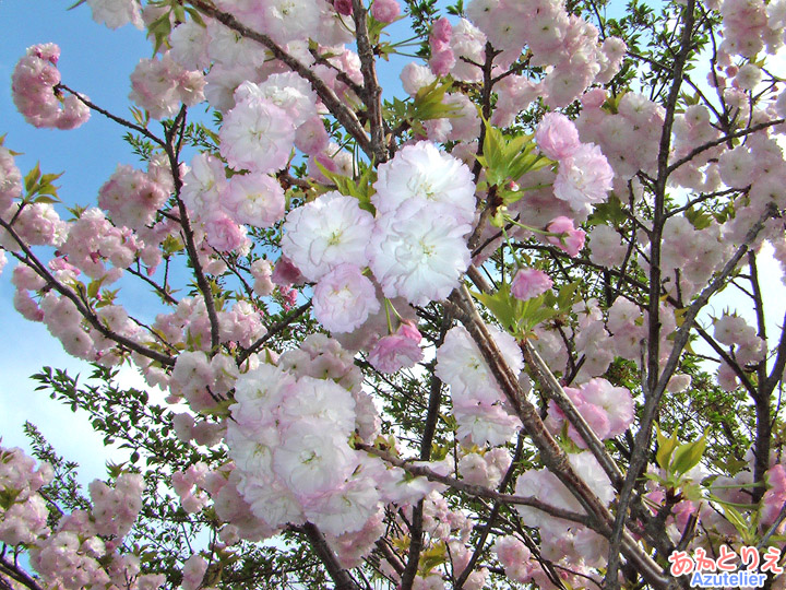 松月桜