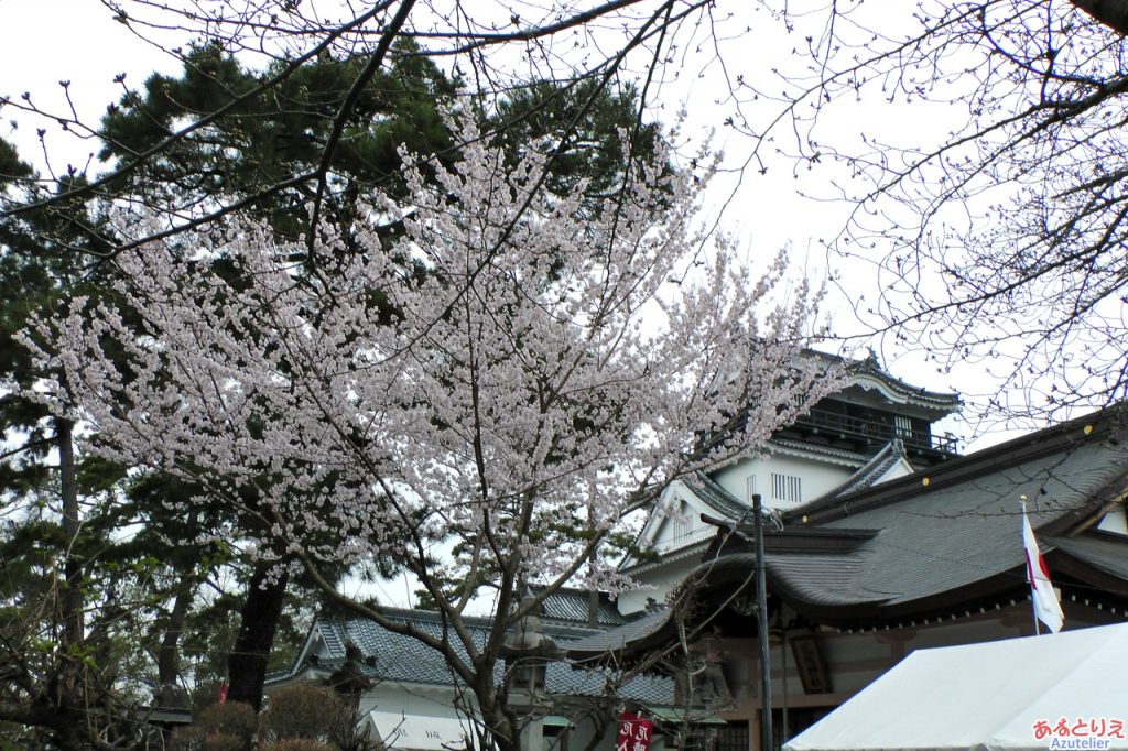 一番咲きよりも早い桜？