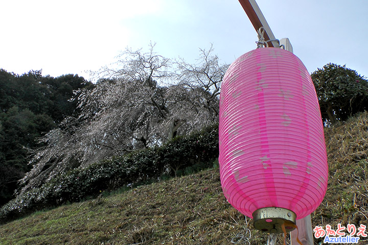 提灯としだれ桜