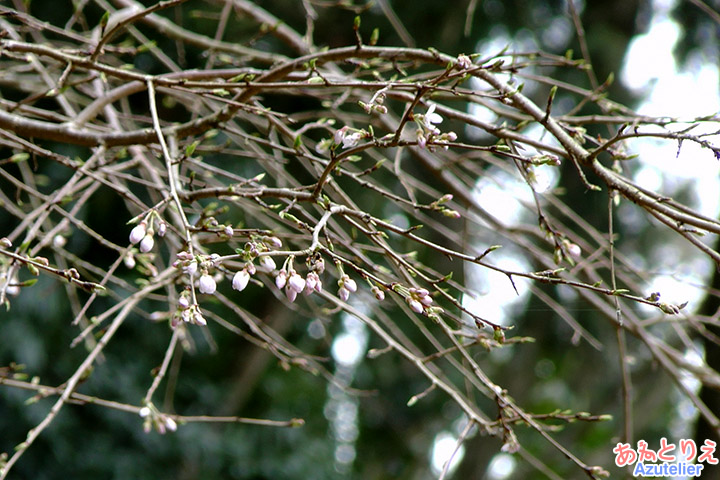 しだれ桜2世