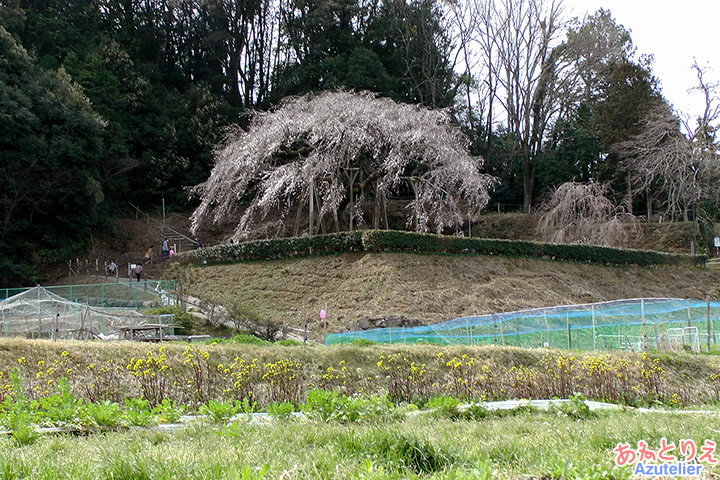 全景