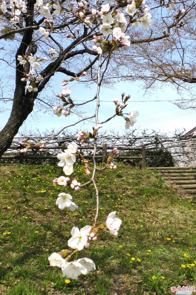 土手にはたんぽぽも咲いています